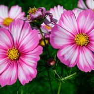 Космея Карусель за 0,3 г