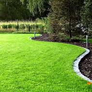 Газонна трава Посухостійка