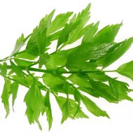 Любисток лекарственный за 0,2 г