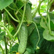 Огірок Марія F1 за 8 нас.