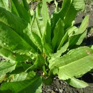 Щавнат за 20 сем.