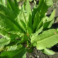 Щавнат за 20 сем.