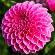 Жоржина куляста Sandra