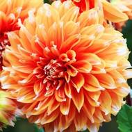 Георгина Color Spectacle (кактусовая)