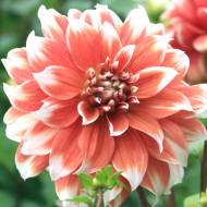 Жоржина Frost Nip (кактусова)