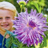 Жоржина Кактусова Mingus Randy