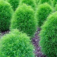 Кохия за 0,3 г