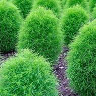 Кохия за 0,3 г