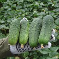 Огірок Регал F1 за 0,25 г