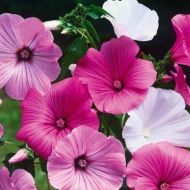 Лаватера (смесь) за 0,4 г