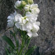 Левкой белый за 0,1 г