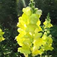 Левкой желтый за 0,1 г