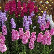 Левкой махровый смесь за 0,25 г