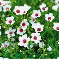 Лен Яркие Глаза за 0,3 г