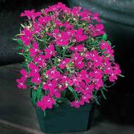 Лобелия ампельная (смесь)  за 0,05 г