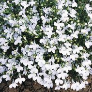 Лобелия ампельная белая за 0,05 г