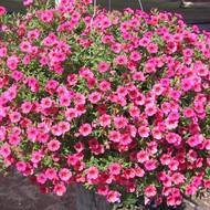 Лобелия ампельная Лиловый фонтан за 0,01 г