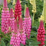 Люпин розовый гибридный за 0,2 г