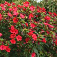 Мирабилис красный за 1 г