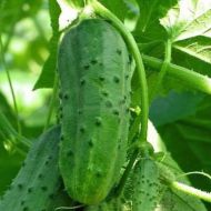 Огірок Тітус F1 за 0,5 г