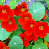 Настурция вьющаяся за 1 г