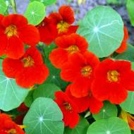 Настурция вьющаяся за 1 г