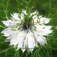 Нигелла белая за 0,15 г