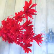 Нигелла красная за 0,15