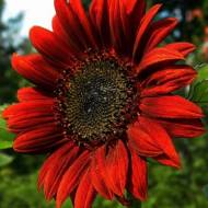 Подсолнечник Красное Солнышко за 0,2 г