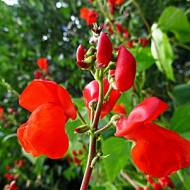 Фасоль декоративная за 5 г