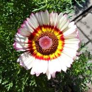 Хризантема килевата Полярная звезда за 0,1 г