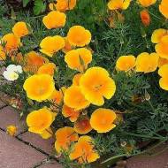 Эшольция за 0,2 г