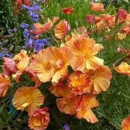 Эшольция Абрикосовый шифон за 0,3 г