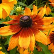 Рудбекия за 0,2 г