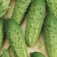 Огірок Аннушка F1 за 0,25 г