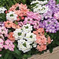 Вербена за 0,2 г