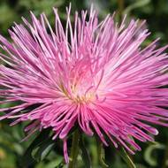 Астра Эльза (игольчатая) за 0,3 г