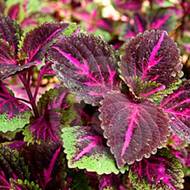 Перилла (Буролистка) за 0,1 г