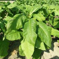 Табак Курительный за 0,1 г