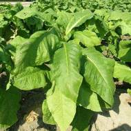 Табак Курительный за 0,1 г