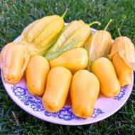 Фізаліс Queen of malinska  за 5 нас.