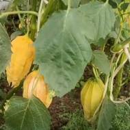 Физалис Queen of malinska  за 5 сем.