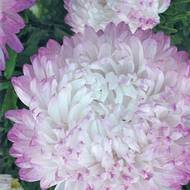 Астра Яблочная (пионовидная) за 0,3 г