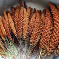 Чумиза 10 сем.