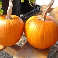 Восковая тыква Бенинказа за 5 сем.