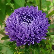 Астра Миледи (хризантемоподобная) за 0,3 г