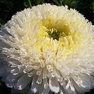 Астра Супер принц (густомахровая) за 0,3 г