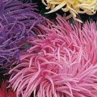 Астра смесь Крайлен микс (махровая) за 0,3 г