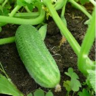 Огірок Ребятки з грядки F1 за 0,5 г