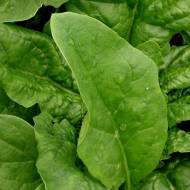 Шпинат Красень Полісся
